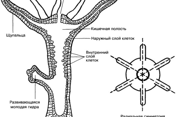 Кракен зеркало рабочее kr2web in