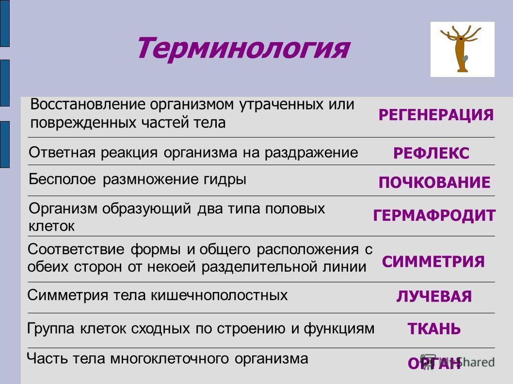 Как пополнить кошелек кракена